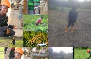 Ovieya Farms Renews Call for Partnership: Seeks Support from Bayelsa Government, NDDC, and Ijaw Leaders for Expansion of Homegrown Rice Production.