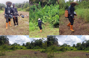 Turning Bayelsa into a Rice Powerhouse: Ovieya Farm Calls for Government and Private Sector Partnership”
