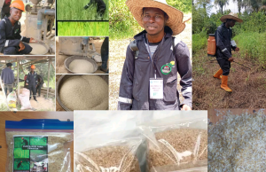 the young farmer needs partnership to expand and make bayelsa commercial hub for rice production. NDDC, BAYELSA STATE GOVERNMENT, MINISTRY OF AGRICULTURE, PLEASE PARTNER WITH HIM FOR EXPANSION.