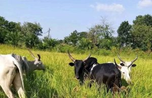BREAKING: “Enough Is Enough” — Ogoja Farmers Cry Out as Herdsmen Destroy Farmlands Again