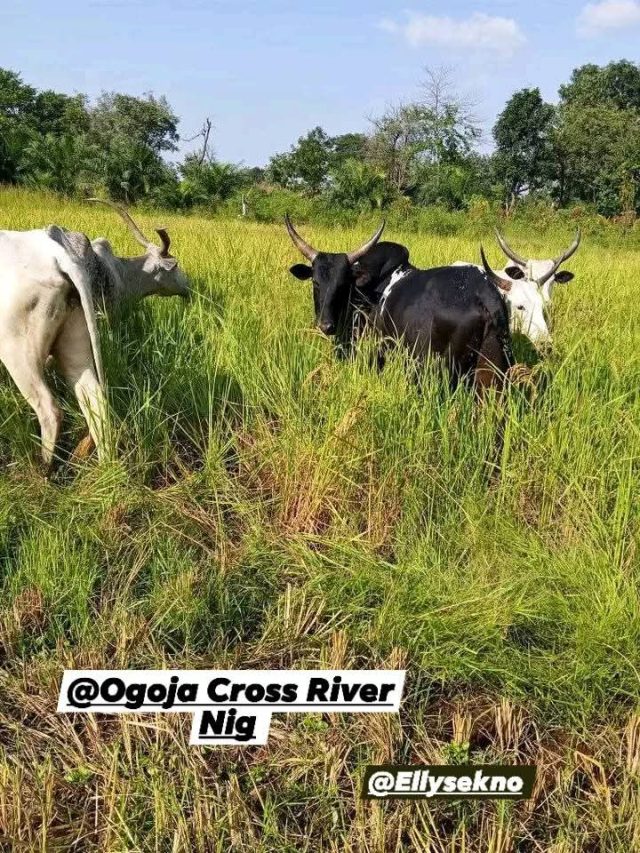 FB_IMG_1763839741487