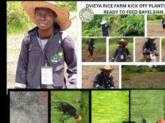Bayelsa Youth Emerges as Rice Farming Champion, Seeks Strategic Partnership to Transform State into Commercial Rice Hub.